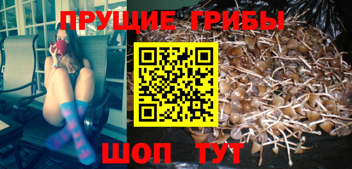 Псилоцибиновые грибы мицелий Ртищево